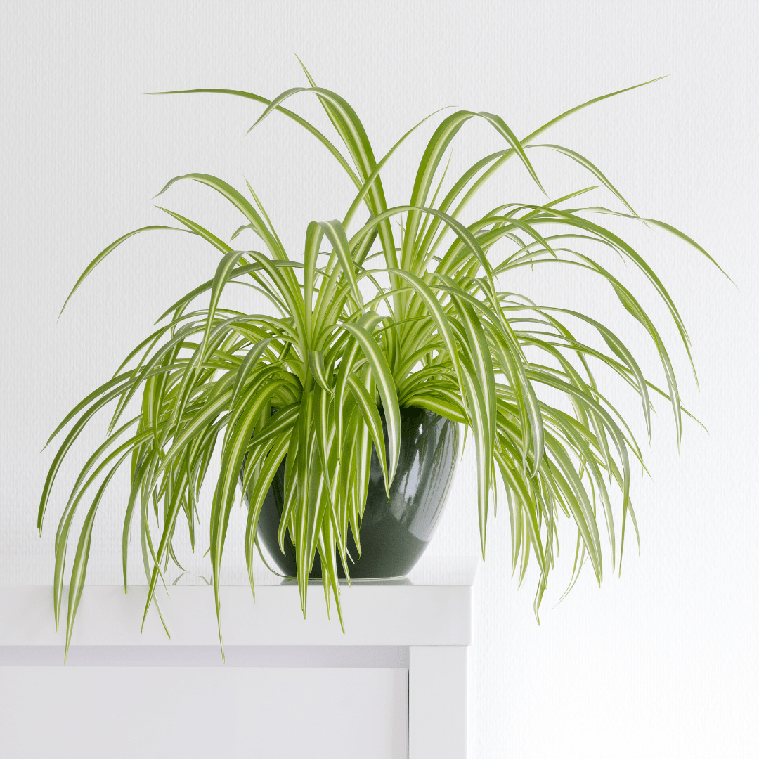 Chlorophytum panaché